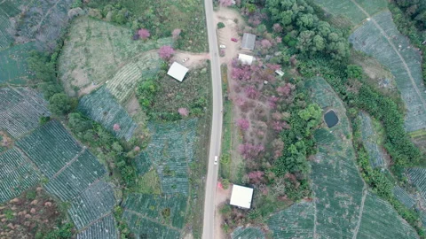 Top view  Wild Himalayan Cherry (Prunus cerasoides) or thai sakura flower Stock-Footage 231458443