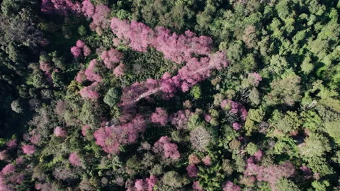 Top view  Wild Himalayan Cherry (Prunus cerasoides) or thai sakura flower Stock Footage 231458551