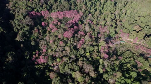 Top view  Wild Himalayan Cherry (Prunus cerasoides) or thai sakura flower Stock Footage 232088677