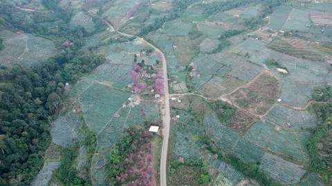 Top view  Wild Himalayan Cherry (Prunus cerasoides) or thai sakura flower Stock Footage 232088715