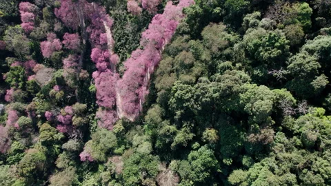 Top view  Wild Himalayan Cherry (Prunus cerasoides) or thai sakura flower Stock Footage 232088905