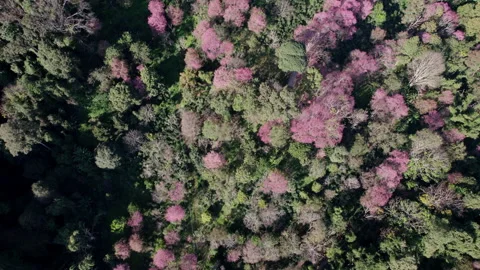 Top view Wild Himalayan Cherry (Prunus cerasoides) or thai sakura flower Stock Footage 232088925