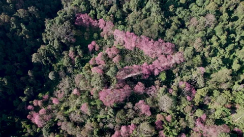 Top view Wild Himalayan Cherry (Prunus cerasoides) or thai sakura flower Stock Footage 232743993