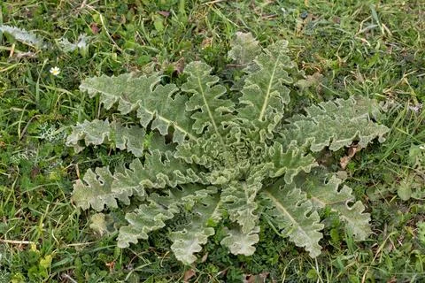 Top View of Wild Thistle Rosette Plant with Fuzzy Green Leaves in Meadow Stock Photos