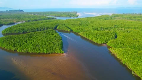 Top view of winding river in tropical mangrove green tree forest in khao jom pa Stock Footage 184821638