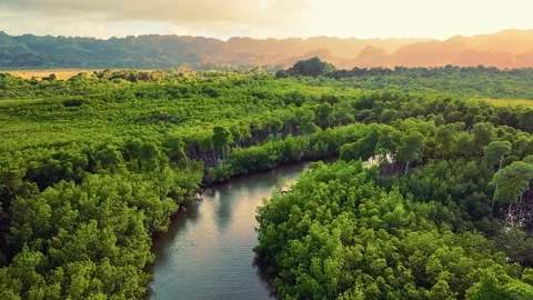 Top view of winding river in tropical mangrove forest at sunset. Stock Footage 305187578