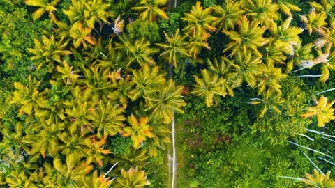 Top view of winding road through green summer forest. Stock Footage 294395136