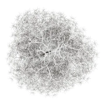 Top view of winter common lime tree isolated on white background Stock Illustration