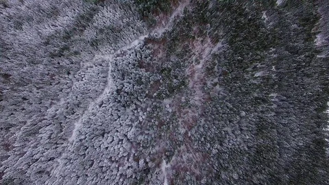 Top view of winter coniferous forest Stock Footage 116559075