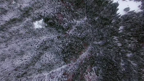 Top view of winter coniferous forest 動画素材 116559187