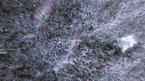 Top view of winter coniferous forest Video stock 118272827