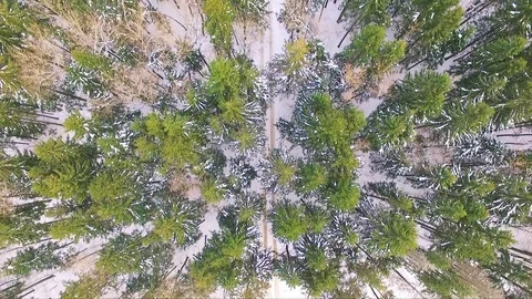 Top view of the winter fir forest. Russia Stock Footage 72869024