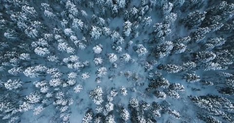 Top view winter forest covered with snow Stock Footage 246866918