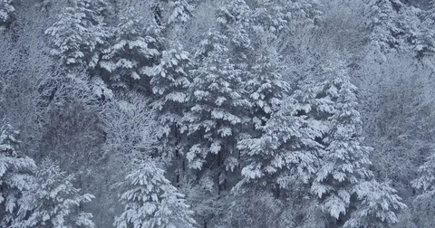 Top view of winter forest Stock Footage 83701551