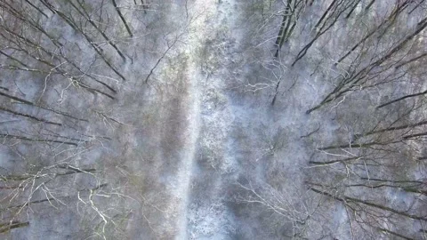 Top view of the winter forest Stock Footage 146685562