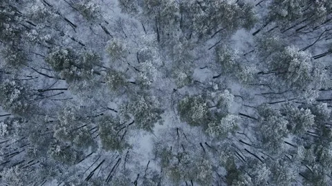 Top view of a winter forest with snow-covered trees. Wild pine forest from above Stock Footage 167797764