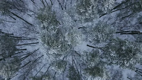 Top view of a winter forest with snow-covered trees. Wild pine forest from above Stock Footage 168223451