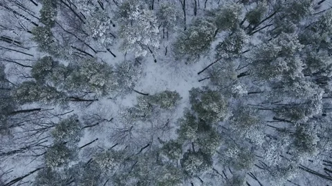 Top view of a winter forest with snow-covered trees. Wild pine forest from above Video stock 169697640
