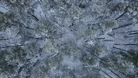 Top view of a winter forest with snow-covered trees. Wild pine forest from above Stock Footage 171862065