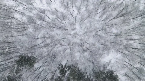 Top view of the winter forest in a snowfall Stock Footage 166364261