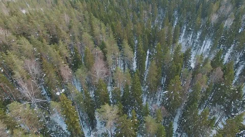 Top view of winter forest. Snowy rural landscape with various trees Stock Footage 92859468