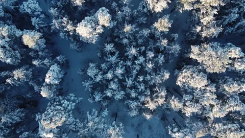 Top view of winter landscape with pine trees covered with snow Stock Footage 254068409