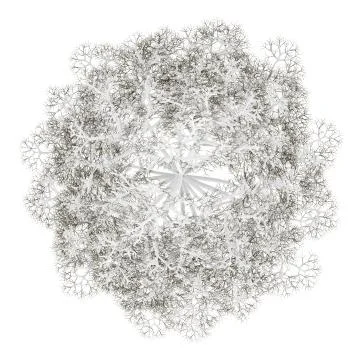 Top view of winter norway maple tree isolated on white background Stock Illustration