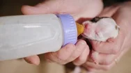 Top View: A Woman Is Feeding From A Bottle Of A Newborn Puppy. Caring  Stock Footage