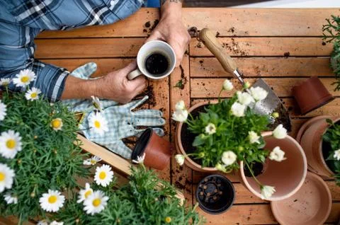 Top view of woman gardening on balcony in summer, drinking coffee. Stock Photos