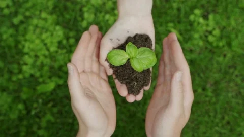 Top view of a woman's hand passing a sprout with earth to plant in the hands of Stock-Footage 156180649