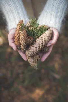 Top view on woman's hands full of pine cones. Christmas, holidays and winter  Stock Photos