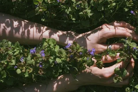 Top view of woman's hands in a wild melissa grass Stock Photos