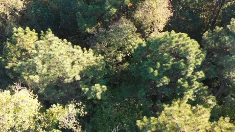 Top view of the woods Stock Footage 97297414