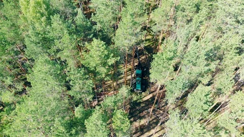 Top view of the woods getting chopped by the harvester. Deforestation, forest Stock Footage 117631466