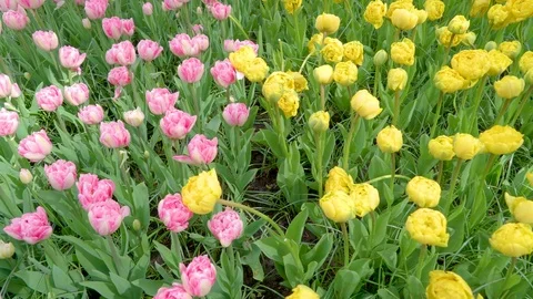 Top view of the yellow and purple tulips Stock Footage 79797838
