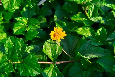 Top-view yellow bloom with surrounding green foliage Stock Photos