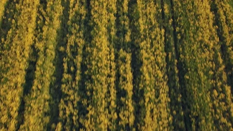 Top view of yellow blooming field of rapeseed. Stock Footage 197333025