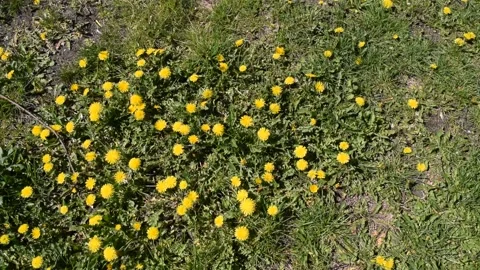 Top view on yellow flowers on a background of green Stock Footage 132255073