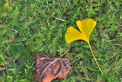 Top view on yellow leaf of a gingko and a brown leaf on the grass in autumn Stock Photos