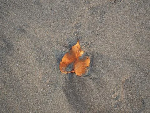 Top view of a yellow leaf lying in the sand on the beach, close-up. Stock Photos