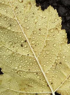 Top view of yellow leaf with water drops. Autumn leaves close up vertical photo Stock Photos