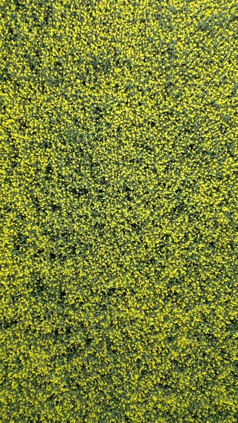 Top View Of Yellow Rapeseed Field In Spring, Natural Background. Stock Footage 273167311