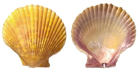 Top View Of Yellow Scallop Seashell Isolated On White, Front And Back View. Stock Photos