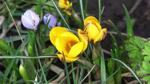 Top view on yellow spring flowers 4K Stock Footage 47477984