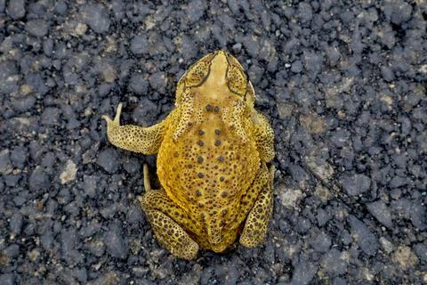 Top view of yellow toad with black spots on asphalt road Stock Photos