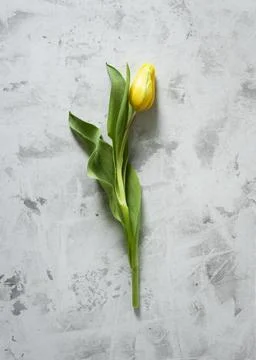Top view yellow tulip table. High quality and resolution beautiful photo co.. Stock Photos