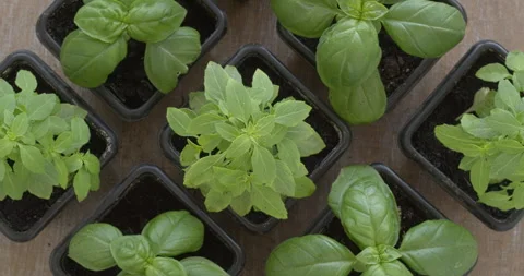 Top view of young basil plants in pots. Stock Footage 277993146