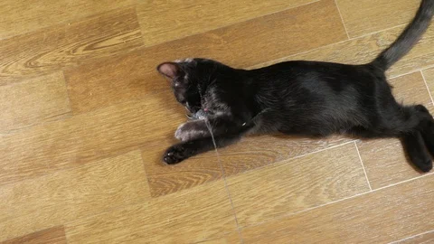 Top view of a young black cat playing with a mouse on a string Stock Footage 123408439