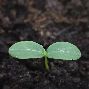 Top view young cucumber sprout seedlings on blur background. Selective focus Stock Photos