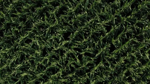 Top view of young green maize plants 4K aerial video Stock Footage 118605404
